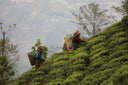 Rishi Tea pickers in Nepal